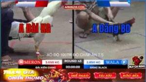 Trận 43 Tonhon 12/9/2025