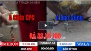 Trận 43 Tonhon 27/9/2025