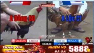 Trận 48 Tonhon 12/9/2025