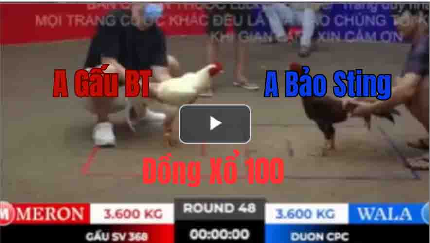 Trận 48 Tonhon 27/9/2025