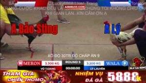 Trận 5 Tonhon 9/10/2025