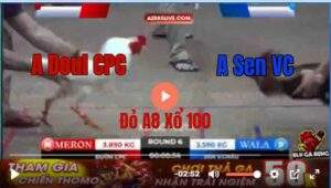 Trận 6 Tonhon 12/9/2025