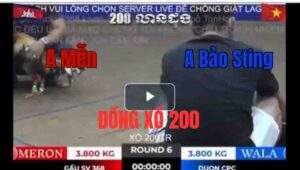 Trận 7 Tonhon 27/9/2025