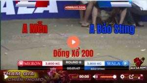 Trận 8 Tonhon 13/9/2025