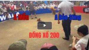 Trận 9 Tonhon 27/9/2025