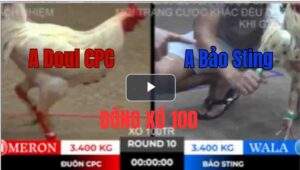 Trận 10 Tonhon 10/10/2025