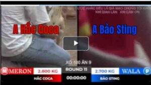 Trận 11 Tonhon 18/10/2025