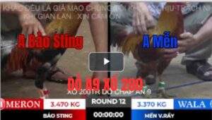 Trận 12 Tonhon 10/10/2025