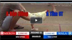 Trận 12 Tonhon 18/10/2025