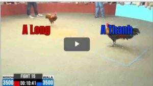 Trận 15 CPC6 13/10/2025