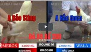 Trận 16 Tonhon 10/10/2025