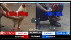 Trận 21 Tonhon 18/10/2025