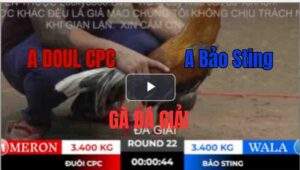 Trận 22 Tonhon 10/10/2025