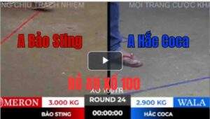 Trận 24 Tonhon 10/10/2025