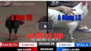 Trận 26 Tonhon 10/10/2025