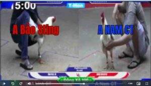 Trận 28 Tonhon 18/10/2025