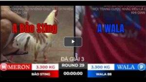 Trận 29 Tonhon 18/10/2025