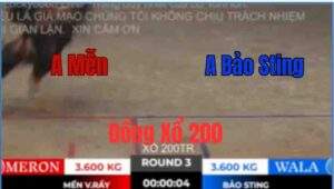 Trận 3 Tonhon 10/10/2025