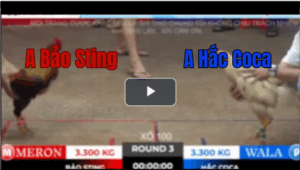 Trận 3 Tonhon 18/10/2025