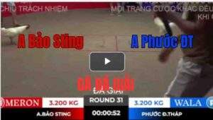 Trận 31 Tonhon 10/10/2025