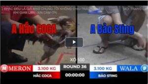 Trận 36 Tonhon 18/10/2025