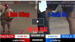 Trận 39 Tonhon 10/10/2025