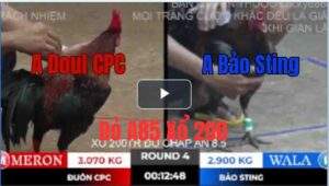 Trận 4 Tonhon 10/10/2025