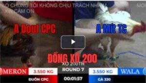 Trận 7 Tonhon 10/10/2025