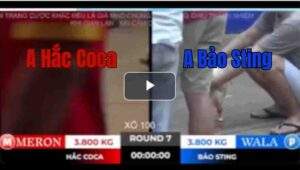 Trận 7 Tonhon 18/10/2025