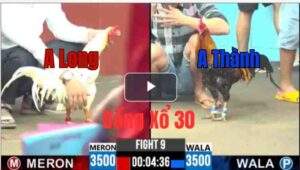 Trận 9 CPC6 13/10/2025